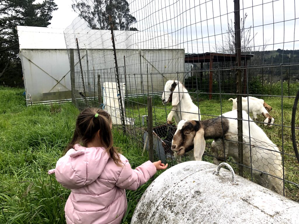 A child in a pink coat feeding goats at Patty's Farm Stay in Bodega Bay California