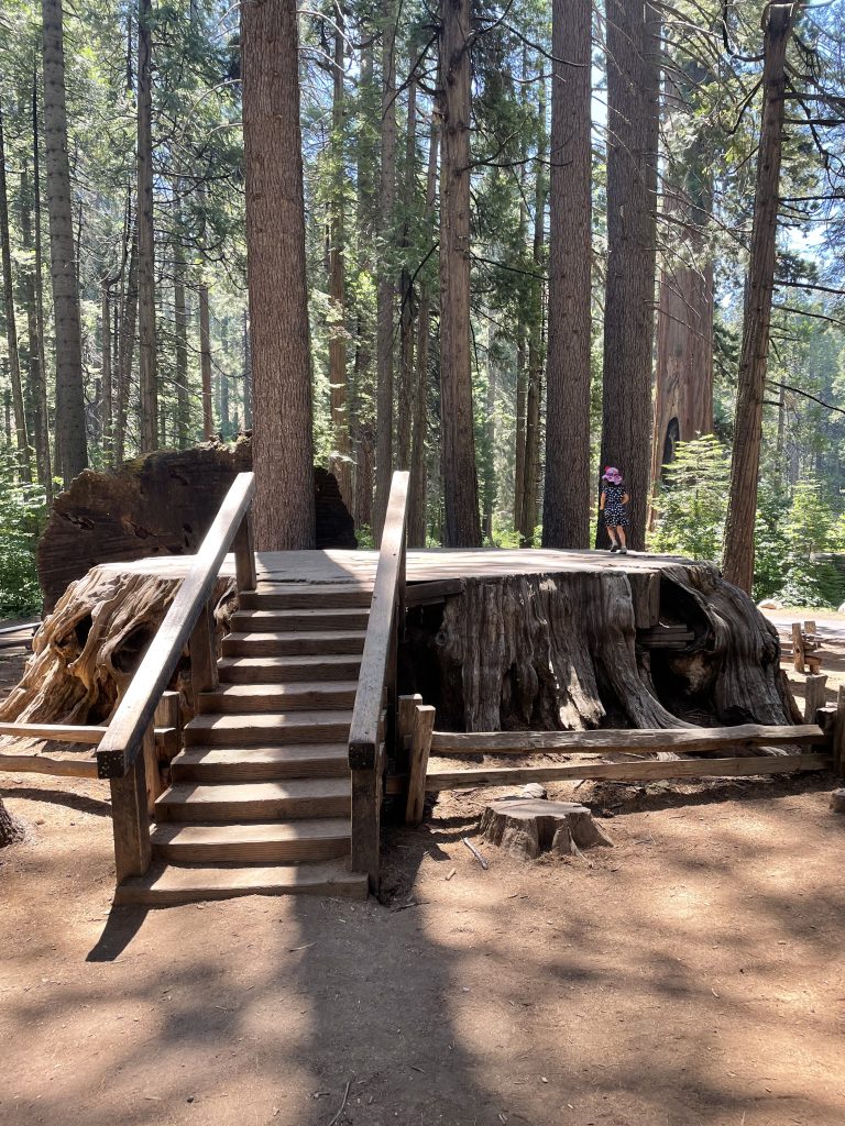 Child on top of the Discovery Tree stump in Calaveras Big Trees State Park in Arnold