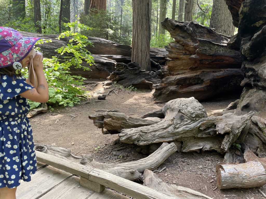 child taking a photo of a sequoia tree at Calaveras Big Trees State Park in Arnold