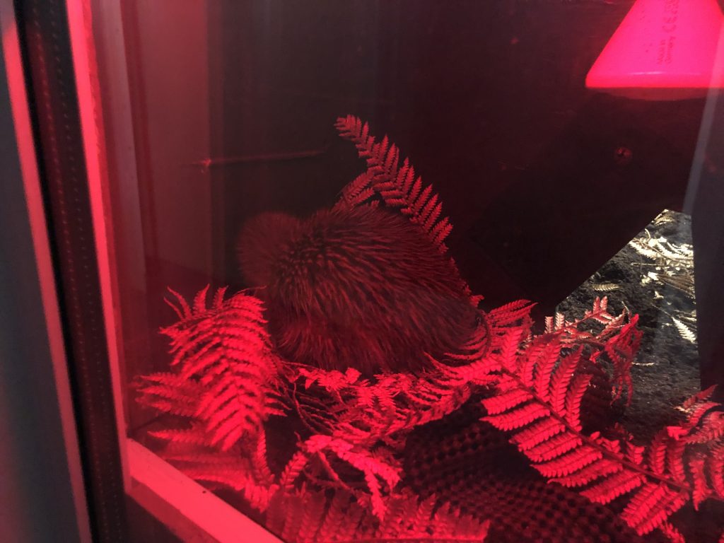 kiwi sleeping wildlife centre franz josef