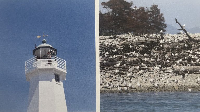 Nelson Tasman Delights: A Kid-Friendly Journey to New Zealand’s Sun-Drenched Gem