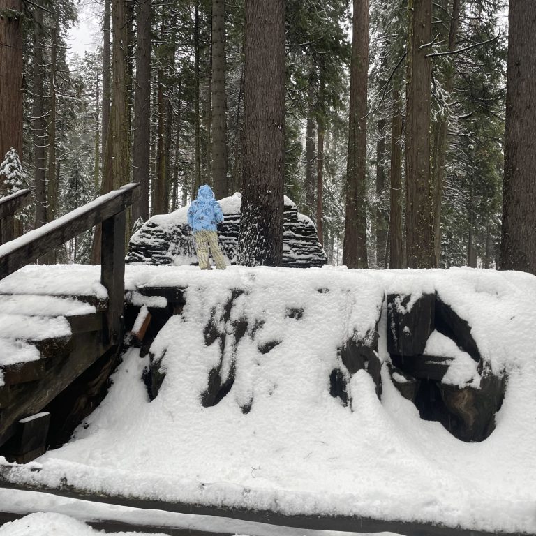 A child standing on top of the Discovery Tree at Calaveras Big Trees State Park in winter